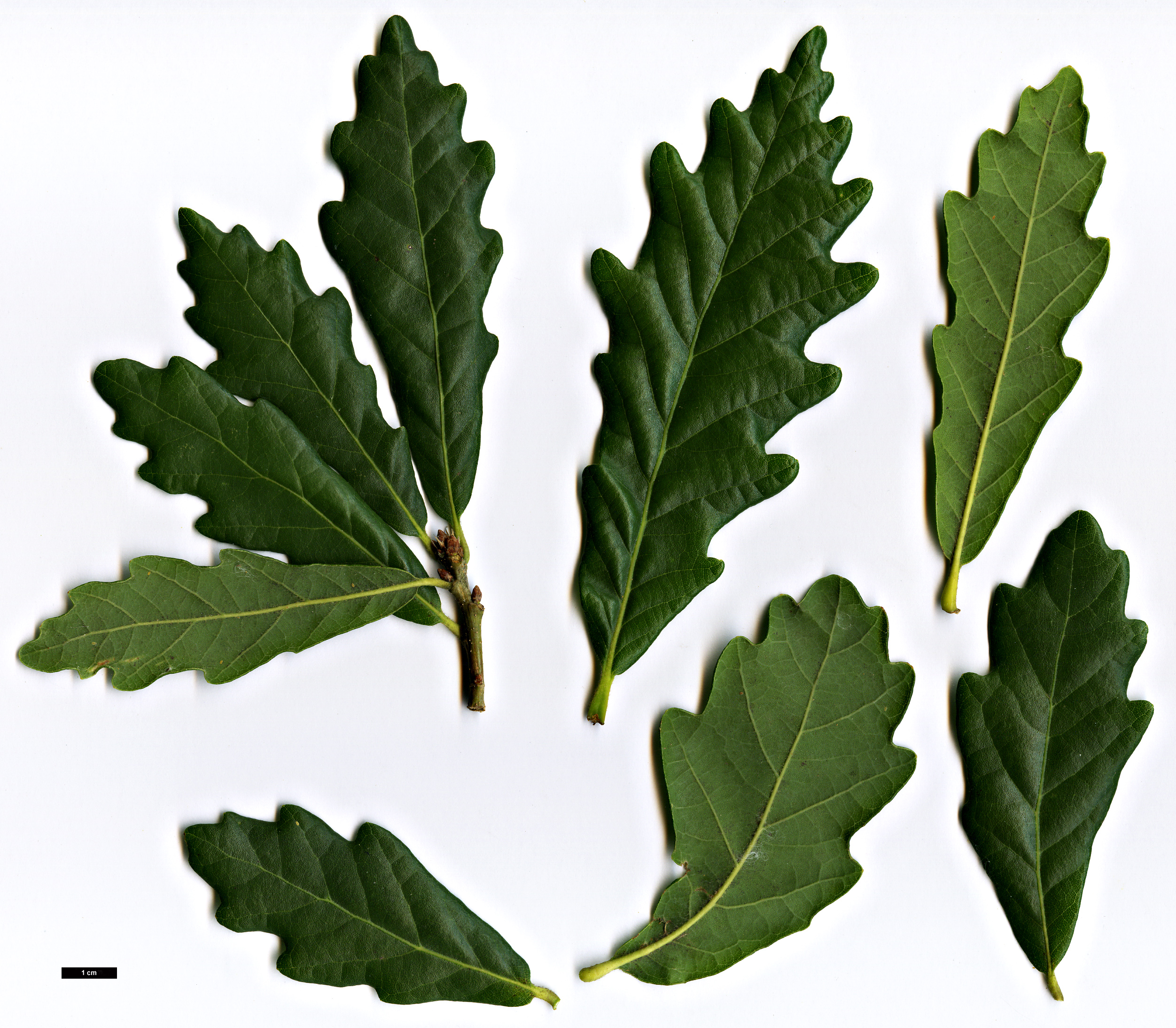 High resolution image: Family: Fagaceae - Genus: Quercus - Taxon: glabrescens × Q.robur